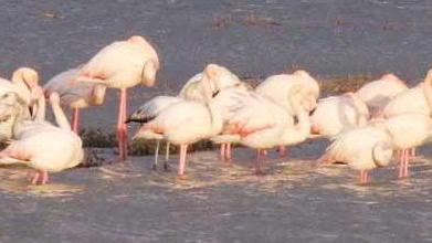 Invasione di fenicotteri all’Oasi Wwf