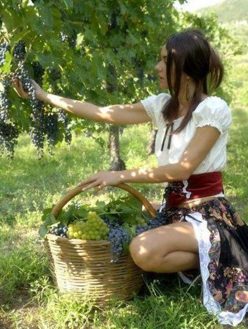 Vendemmia ritarda ma l’uva è da favola 
