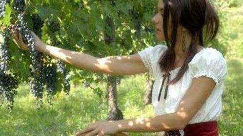Vendemmia ritarda ma l’uva è da favola