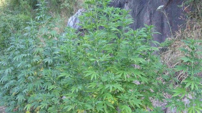 Marijuana nell’orto arrestato cinquantenne