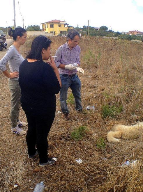 Uccisi col veleno i cani del quartiere 