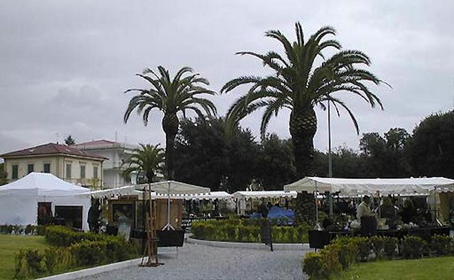Allarme punteruolo rosso per le 450 palme di Forte dei Marmi 