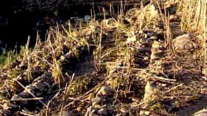 Cinghiali come la peste, troppi danni