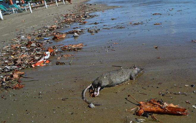 Escrementi sulla spiaggia dopo il temporale 