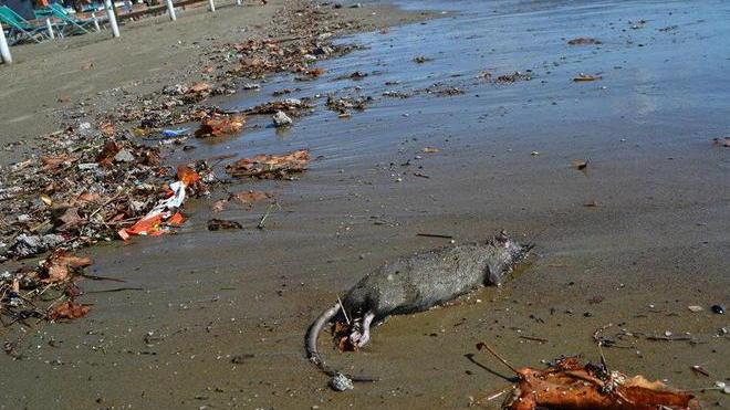 Escrementi sulla spiaggia dopo il temporale