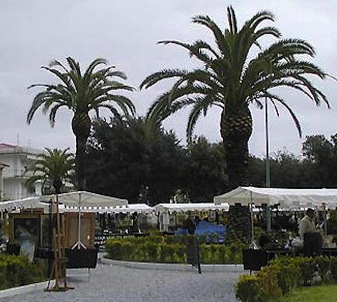 Allarme punteruolo per le 450 palme di Forte 