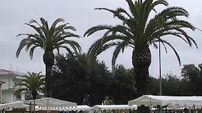 Allarme punteruolo per le 450 palme di Forte