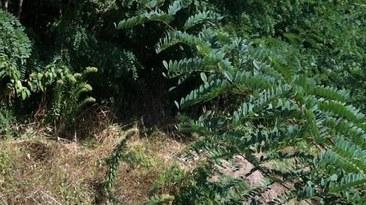 Torrente Fraga invaso da vegetazione e rifiuti