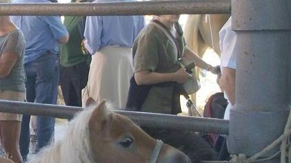 Bimba di 2 anni morsa dal cavallo