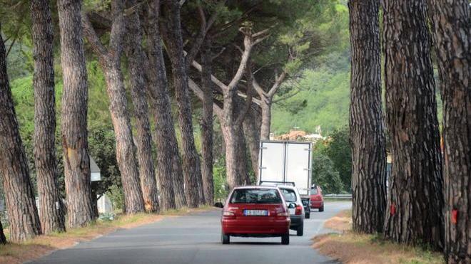 Sbanda con lo scooter e sbatte contro un albero, grave