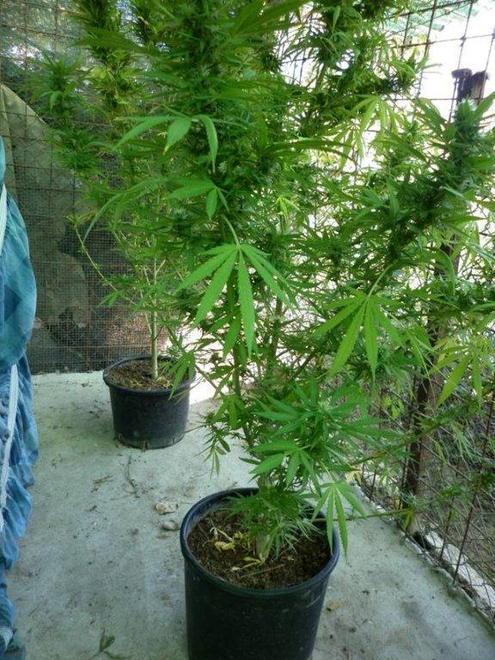 Denunciato per coltivazione di piante ad effetto stupefacente 