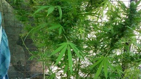 Denunciato per coltivazione di piante ad effetto stupefacente