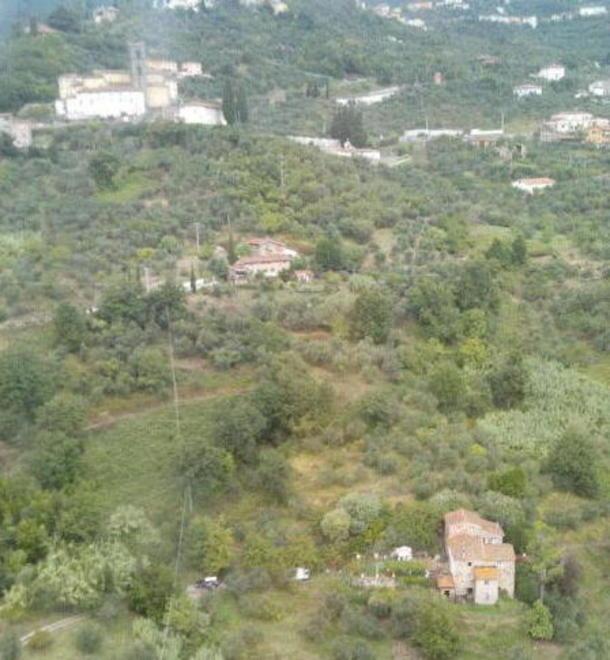 Piantagione di droga in mezzo agli olivi 