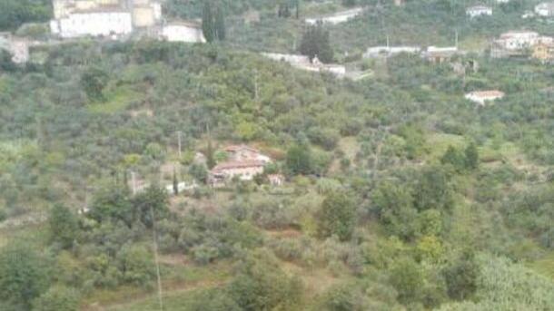 Piantagione di droga in mezzo agli olivi