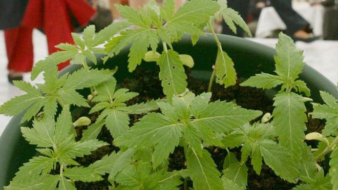 Trasferito a Massa il medico della cannabis