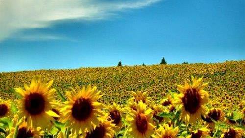 Agricoltura, più che raddoppiata la coltivazione di girasoli