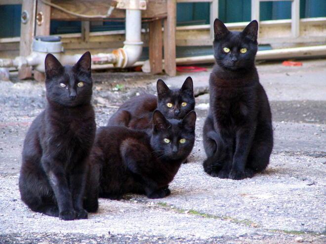 Vietato lasciare in giro ciotole con cibo per gatti: multe da 25 a 500 euro 