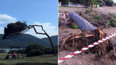 Storify / Giù il pino di Baratti, la Rete lo ricorda