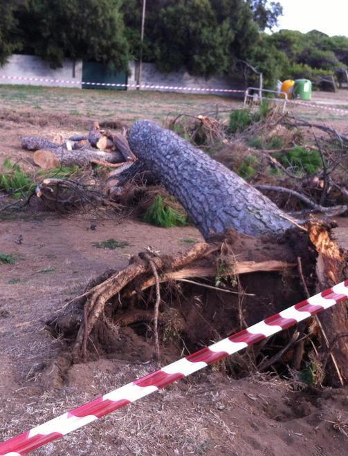 Ripiantumare i pini L’unica soluzione nel Golfo di Baratti 