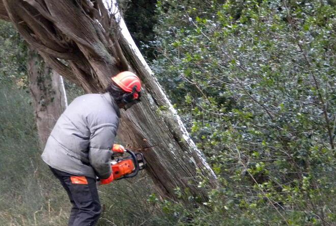 Forti raffiche di vento in città cade un albero sulla strada
