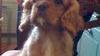 Cane “rapito” dalla vicina e ritrovato dalla padrona