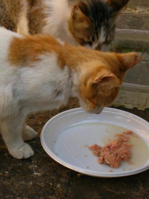 Cibo ai gatti, multe fino a 500 euro 