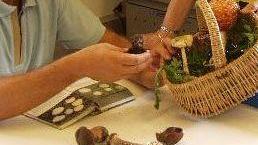 Controllo dei funghi un servizio all’Asl 11