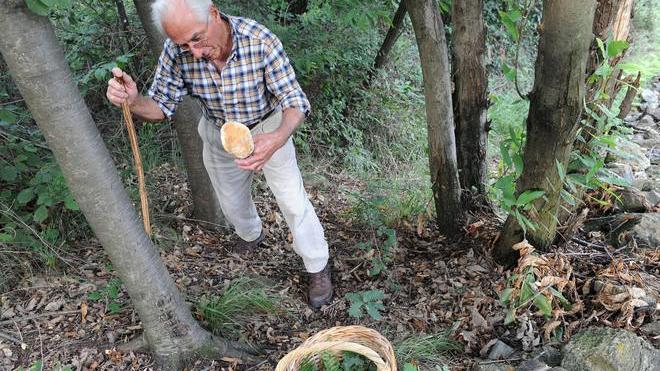 Funghi, una nuova guida per la raccolta nei boschi