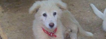 Zero, cucciolo in cerca di una casa