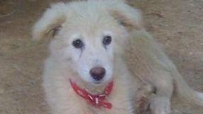 Zero, cucciolo in cerca di una casa