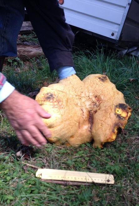 Due chili e mezzo di mistero Ecco il fungo delle meraviglie