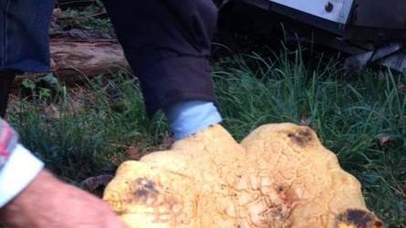 Due chili e mezzo di mistero Ecco il fungo delle meraviglie
