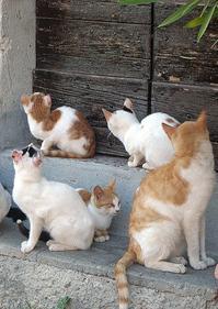 Una gattina avvelenata a Montia, altre due scomparse