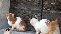Una gattina avvelenata a Montia, altre due scomparse
