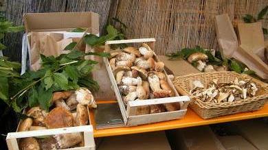 Il paradiso dei funghi attira centinaia di persone