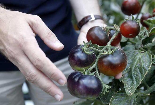 Il pomodoro nero apre la strada per nuove varietà immuni ad alcune malattie 