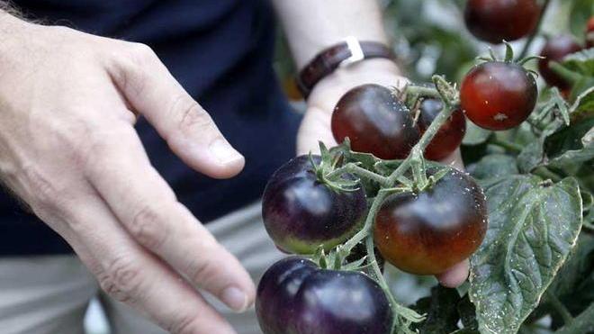 Il pomodoro nero apre la strada per nuove varietà immuni ad alcune malattie