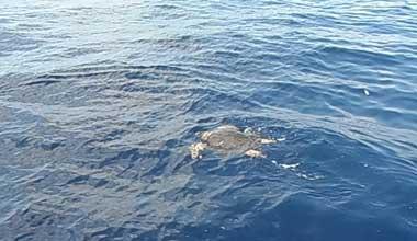 Tartaruga marina liberata al largo della Meloria