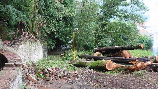 Per salvare l’antica quercia sparirà la strada