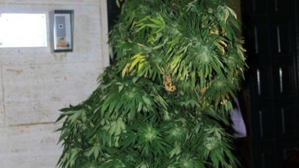 Scoperto con 14 piante di cannabis