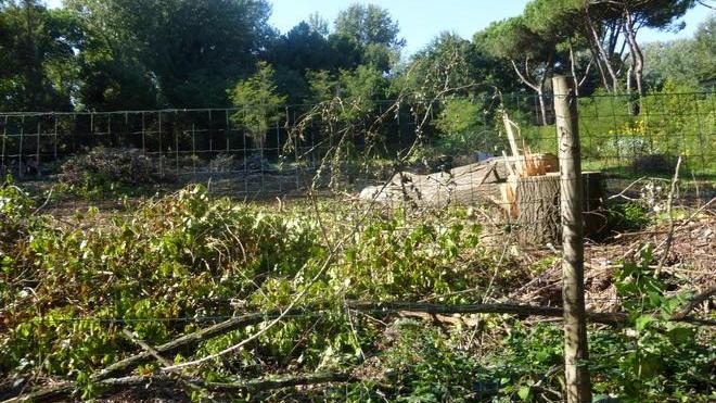 Italia Nostra: a Poveromo nuovi tagli indiscriminati