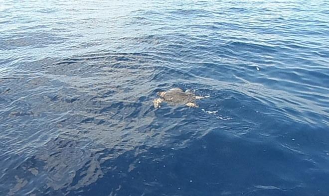 Tartaruga liberata in mare dai pompieri