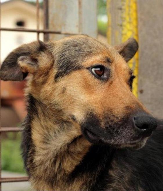 Sterilizzazioni ferme è ancora emergenza per i cani randagi 