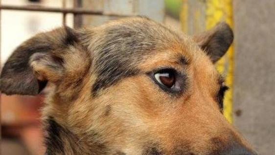 Sterilizzazioni ferme è ancora emergenza per i cani randagi