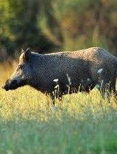 Ungulati e caprioli affossano la produzione di mela rotella