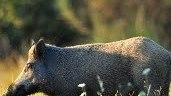 Ungulati e caprioli affossano la produzione di mela rotella