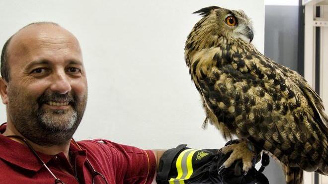 Gufo reale salvato dai vigili del fuoco