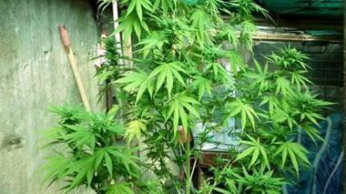 Aveva in casa 35 piante di marijuana, arrestato