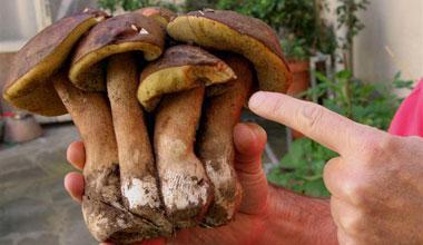 Toscana, scatta la stagione della raccolta dei funghi
