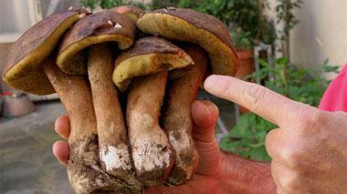 Toscana, scatta la stagione della raccolta dei funghi